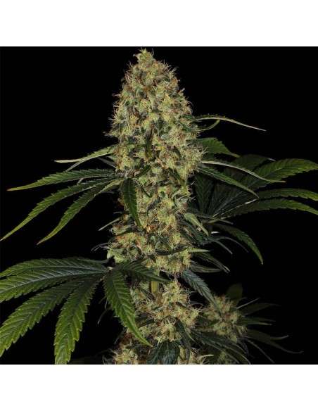 PARADISE SEEDS - L.A. Amnesia - 1