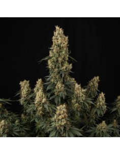 PARADISE SEEDS - Mendocino Skunk - 1