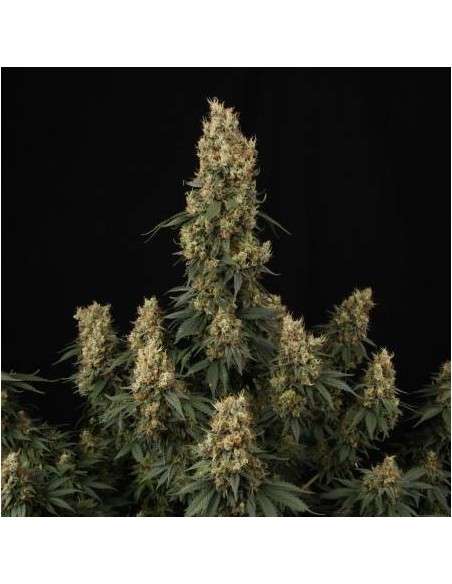 PARADISE SEEDS - Mendocino Skunk - 1