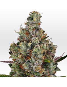PARADISE SEEDS - Rainbow Road - 1