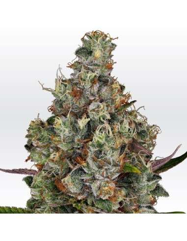 PARADISE SEEDS - Rainbow Road - 1