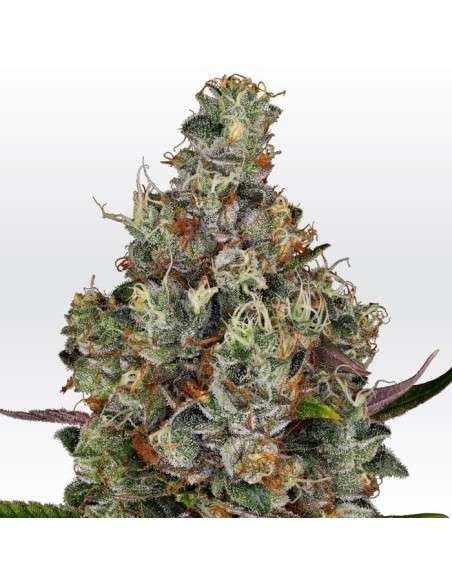 PARADISE SEEDS - Rainbow Road - 1