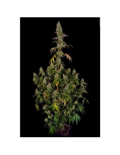 PARADISE SEEDS - Rainbow Road - 1 2