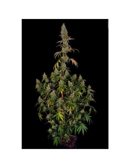 PARADISE SEEDS - Rainbow Road - 2