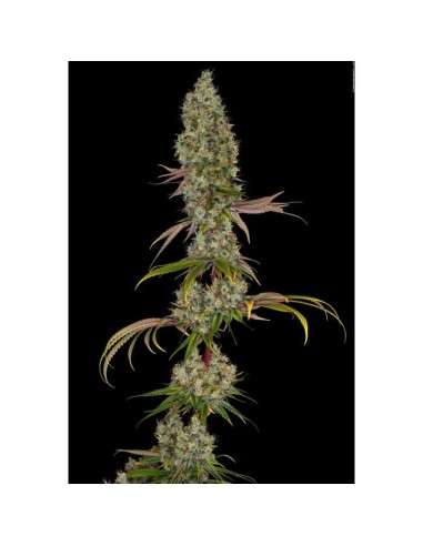 PARADISE SEEDS - Rainbow Road - 3