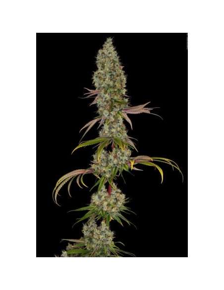 PARADISE SEEDS - Rainbow Road - 3