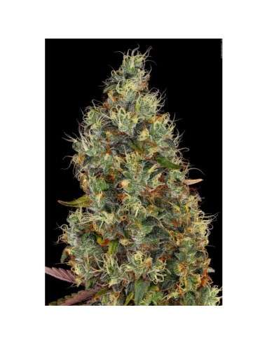 PARADISE SEEDS - Rainbow Road - 4