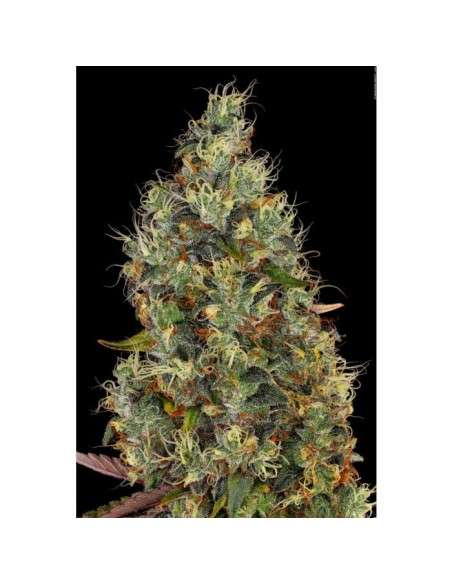 PARADISE SEEDS - Rainbow Road - 4