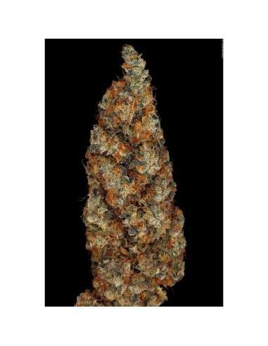 PARADISE SEEDS - Rainbow Road - 5