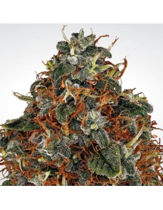 PARADISE SEEDS - Space Cookies - 1