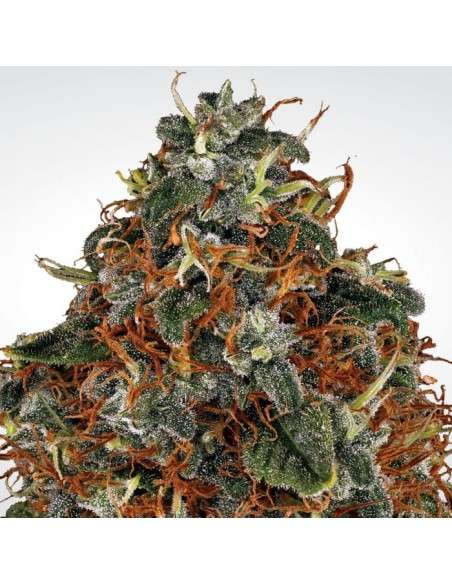 PARADISE SEEDS - Space Cookies - 1