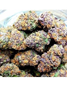 Gelato - 1