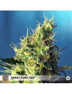 Sweet Seeds - Sweet Pure CBD - 1