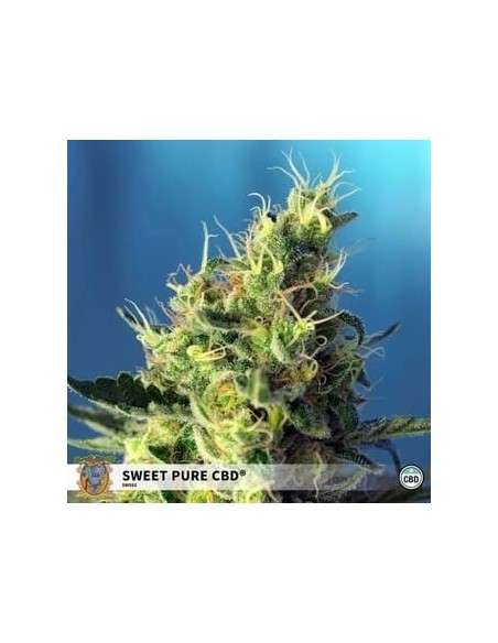 Sweet Seeds - Sweet Pure CBD - 1