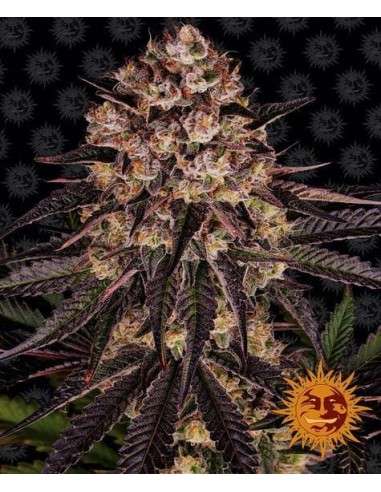 Barney's Farm - Biscotti Mintz - 1