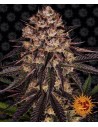 Barney's Farm - Biscotti Mintz - 1
