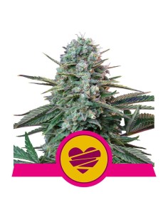 Royal Queen Seeds - Wedding Crasher - 1