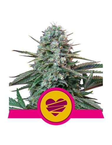 Royal Queen Seeds - Wedding Crasher - 1