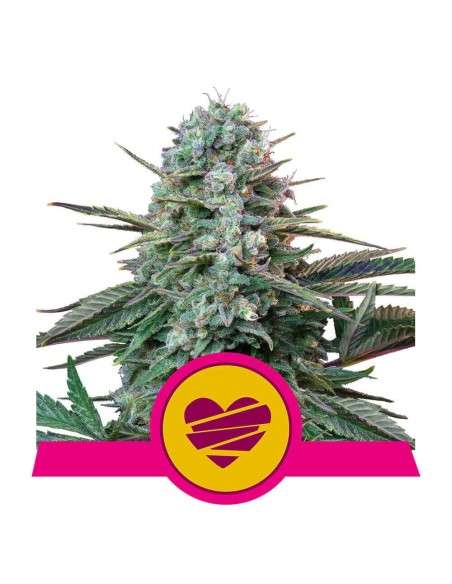 Royal Queen Seeds - Wedding Crasher - 1