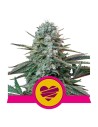 Royal Queen Seeds - Wedding Crasher - 1