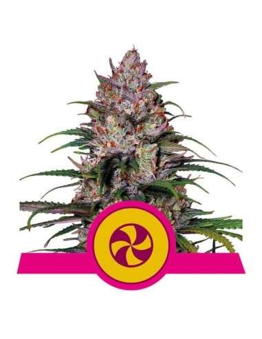 Royal Queen Seeds - Sweet ZZ (Sweet ZKittlez) - 1