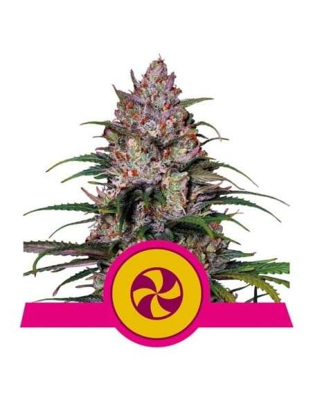 Royal Queen Seeds - Sweet ZZ (Sweet ZKittlez) - 1