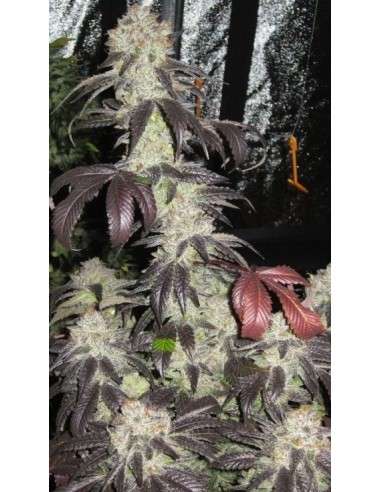 Cali Connection - Black Kush - 1