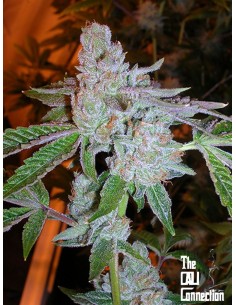 Calli Connection - Tahoe OG Kush - 1