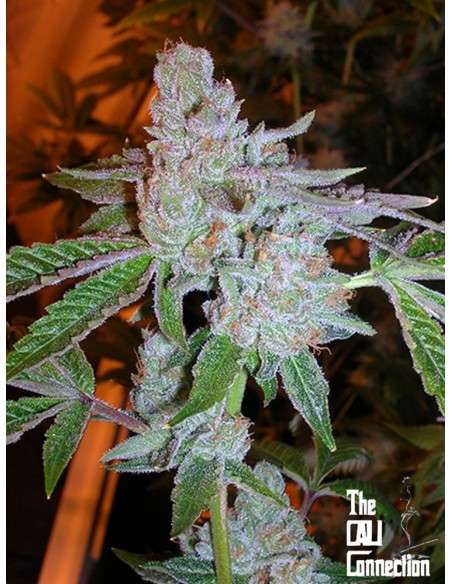 Calli Connection - Tahoe OG Kush - 1