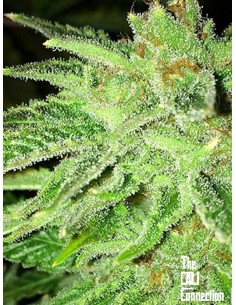 Cali Connection - Strawberry OG - 1