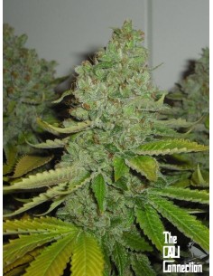 Cali Connection - SFV OG Kush - 1