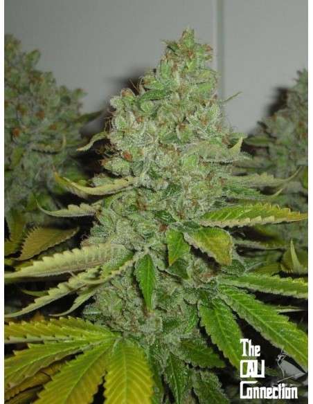 Cali Connection - SFV OG Kush - 1