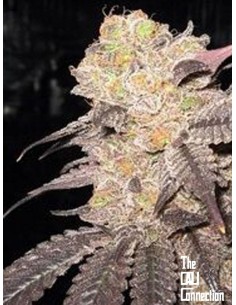 Cali Connection - Purple Diesel - 1