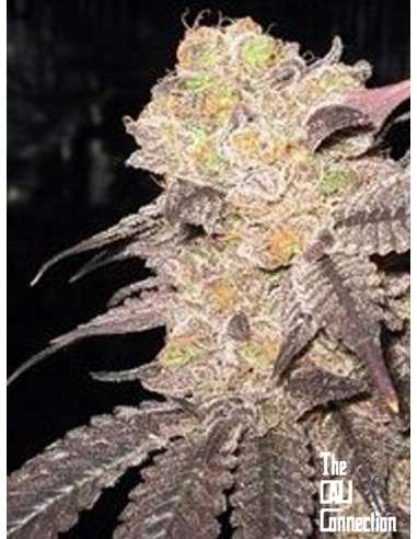 Cali Connection - Purple Diesel - 1