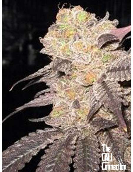 Cali Connection - Purple Crack - 1
