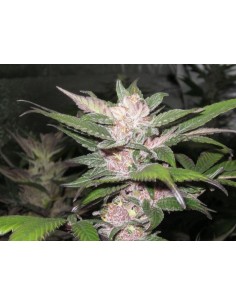 Cali Connection - Purple Chem - 1