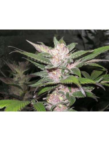 Cali Connection - Purple Chem - 1