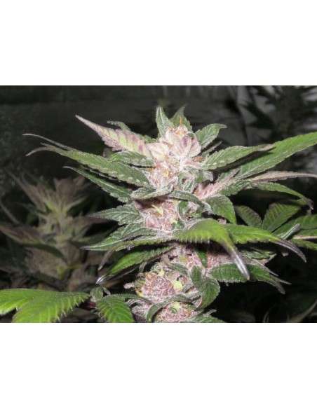 Cali Connection - Purple Chem - 1