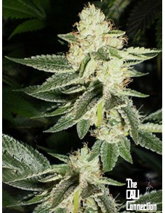 Cali Connection - Louis XIII OG - 1