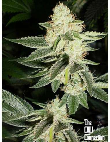 Cali Connection - Louis XIII OG - 1