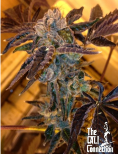 Cali Connection - LA Cookies - 1