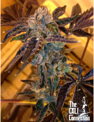 Cali Connection - LA Cookies - 1
