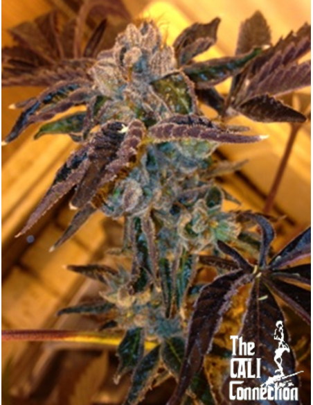 Cali Connection - LA Cookies - 1