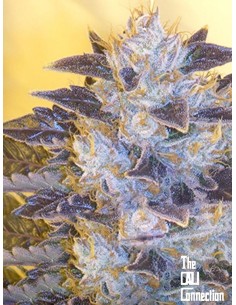 Cali Connection - Grape Og - 1