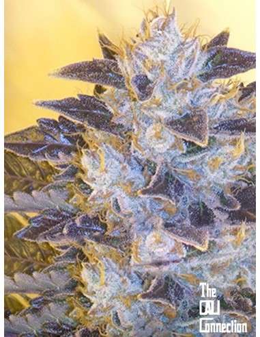 Cali Connection - Grape Og - 1