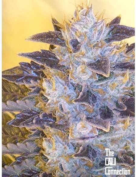 Cali Connection - Grape Og - 1
