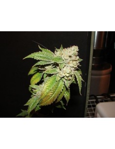 Cali Connection - Larry Og Kush - 1