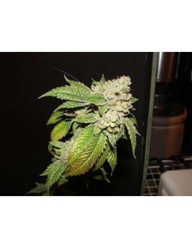 Cali Connection - Larry Og Kush - 1