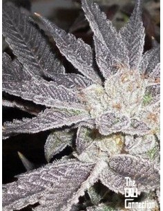 -50% Cali Connection - LA Affie 6szt - 1