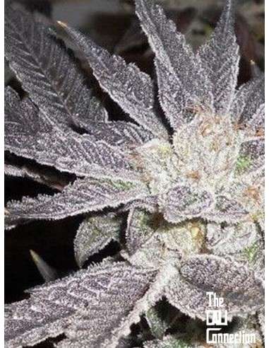 -50% Cali Connection - LA Affie 6szt - 1